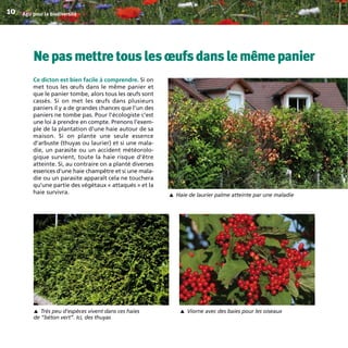 Nepasmettretouslesœufsdanslemêmepanier
Ce dicton est bien facile à comprendre. Si on
met tous les œufs dans le même panier et
que le panier tombe, alors tous les œufs sont
cassés. Si on met les œufs dans plusieurs
paniers il y a de grandes chances que l’un des
paniers ne tombe pas. Pour l’écologiste c’est
une loi à prendre en compte. Prenons l’exem-
ple de la plantation d’une haie autour de sa
maison. Si on plante une seule essence
d’arbuste (thuyas ou laurier) et si une mala-
die, un parasite ou un accident météorolo-
gique survient, toute la haie risque d’être
atteinte. Si, au contraire on a planté diverses
essences d’une haie champêtre et si une mala-
die ou un parasite apparaît cela ne touchera
qu’une partie des végétaux « attaqués » et la
haie survivra.
Agir pour la biodiversité10
Haie de laurier palme atteinte par une maladie
▼
Très peu d’espèces vivent dans ces haies
de ”béton vert”. Ici, des thuyas
▼
Viorne avec des baies pour les oiseaux
▼
BIODIVERSITE brochure210x210 48p_Mise en page 1 22/07/11 12:25 Page10
 