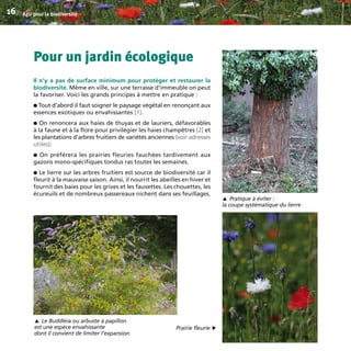 Pour un jardin écologique
Il n’y a pas de surface minimum pour protéger et restaurer la
biodiversité. Même en ville, sur une terrasse d’immeuble on peut
la favoriser. Voici les grands principes à mettre en pratique :
 Tout d’abord il faut soigner le paysage végétal en renonçant aux
essences exotiques ou envahissantes [1].
 On renoncera aux haies de thuyas et de lauriers, défavorables
à la faune et à la flore pour privilégier les haies champêtres [2] et
les plantations d’arbres fruitiers de variétés anciennes (voir adresses
utiles).
 On préférera les prairies fleuries fauchées tardivement aux
gazons mono-spécifiques tondus ras toutes les semaines.
 Le lierre sur les arbres fruitiers est source de biodiversité car il
fleurit à la mauvaise saison. Ainsi, il nourrit les abeilles en hiver et
fournit des baies pour les grives et les fauvettes. Les chouettes, les
écureuils et de nombreux passereaux nichent dans ses feuillages.
Agir pour la biodiversité16
Pratique à éviter :
la coupe systématique du lierre
▼
Le Buddleia ou arbuste à papillon
est une espèce envahissante
dont il convient de limiter l’expansion
▼
Prairie fleurie
▼
BIODIVERSITE brochure210x210 48p_Mise en page 1 22/07/11 12:25 Page16
 