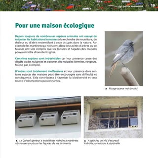 Pour une maison écologique
Depuis toujours de nombreuses espèces animales ont essayé de
coloniser les habitations humaines à la recherche de nourriture, de
chaleur ou d’abris ressemblant à ceux occupés dans la nature. Par
exemple les martinets qui nichaient dans des cavités d’arbres ou de
falaises ont vite compris que les toitures et façades des maisons
pouvaient être d’excellents gîtes.
Certaines espèces sont indésirables car leur présence cause des
dégâts ou des nuisances et transmet des maladies (termites, rongeurs,
fouine par exemple).
D’autres sont totalement inoffensives et leur présence dans cer-
tains espaces des maisons peut être encouragée sans difficulté et
conséquence. Cela contribuera à favoriser la biodiversité et sera
source d’observations passionnantes.
Agir pour la biodiversité 19
Rouge-queue noir (mâle)
▼
Le Conseil général a installé des nichoirs à martinets
et chauves-souris sur les façades de ses bâtiments
▼
A gauche, un nid d’écureuil
A droite, un nichoir à pipistrelle
▼
BIODIVERSITE brochure210x210 48p_Mise en page 1 22/07/11 12:25 Page19
 