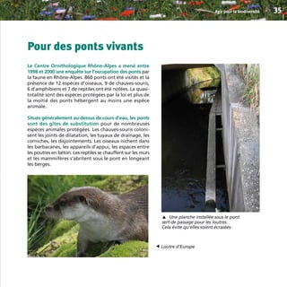 Pour des ponts vivants
Le Centre Ornithologique Rhône-Alpes a mené entre
1998 et 2000 une enquête sur l’occupation des ponts par
la faune en Rhône-Alpes. 860 ponts ont été visités et la
présence de 12 espèces d’oiseaux, 9 de chauves-souris,
6 d’amphibiens et 7 de reptiles ont été notées. La quasi-
totalité sont des espèces protégées par la loi et plus de
la moitié des ponts hébergent au moins une espèce
animale.
Situés généralement au-dessus de cours d’eau, les ponts
sont des gîtes de substitution pour de nombreuses
espèces animales protégées. Les chauves-souris coloni-
sent les joints de dilatation, les tuyaux de drainage, les
corniches, les disjointements. Les oiseaux nichent dans
les barbacanes, les appareils d’appui, les espaces entre
les poutres en béton. Les reptiles se chauffent sur les murs
et les mammifères s’abritent sous le pont en longeant
les berges.
Agir pour la biodiversité 35
Une planche installée sous le pont
sert de passage pour les loutres.
Cela évite qu’elles soient écrasées
▼
Loutre d’Europe
▼
BIODIVERSITE brochure210x210 48p_Mise en page 1 22/07/11 12:26 Page35
 