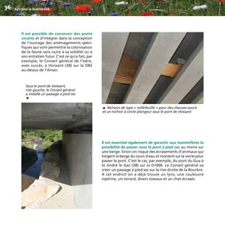 Il est possible de concevoir des ponts
vivants et d’intégrer dans la conception
de l’ouvrage des aménagements spéci-
fiques qui vont permettre la colonisation
de la faune sans nuire à sa solidité ou à
son entretien futur. C’est ce qu’a fait, par
exemple, le Conseil général de l’Isère,
avec succès, à Voissant (38) sur la D82
au-dessus de l’Ainan.
Il est essentiel également de garantir aux mammifères la
possibilité de passer sous le pont à pied sec au moins sur
une berge. Sinon on risque des écrasements d’animaux qui
longent la berge du cours d’eau et montent sur la voirie pour
passer le pont. C’est le cas, par exemple, du pont du Gua à
St André le Gaz (38) sur la D1006. Le Conseil général va
créer un passage à pied sec sur la rive droite de la Bourbre.
A cet endroit on a déjà trouvé un lynx, une couleuvre
vipérine, un renard, divers oiseaux et un chat écrasés.
Agir pour la biodiversité36
Nichoirs de type « millefeuille » pour des chauves-souris
et un nichoir à cincle plongeur sous le pont de Voissant
▼
Sous le pont de Voissant,
rive gauche, le Conseil général
a installé un passage à pied sec
▼
BIODIVERSITE brochure210x210 48p_Mise en page 1 22/07/11 12:26 Page36
 