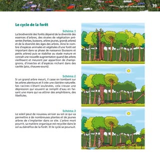 Le cycle de la forêt
Schéma 1
La biodiversité des forêts dépend de la diversité des
essences d’arbres, des strates de végétation pré-
sentes (herbes, buissons, arbres jeunes, grands arbres)
et de la diversité des âges des arbres. Ainsi le nom-
bre d’espèces animales et végétales d’une forêt est
important dans sa phase de naissance (buissons et
petits arbres) puis se stabilise au stade mature et
connaît une nouvelle augmentation quand des arbres
vieillissent et meurent par apparition de champi-
gnons, d’insectes et d’espèces nichant dans des
cavités (pics, chauves-souris).
Schéma 2
Si un grand arbre meurt, il casse en tombant sur
les arbres alentours et il crée une clairière naturelle.
Ses racines s’étant soulevées, cela creuse une
dépression qui souvent se remplit d’eau en fai-
sant une mare qui va attirer des amphibiens, des
libellules.
Schéma 3
Le soleil peut de nouveau arriver au sol ce qui va
permettre à de nombreuses plantes et de jeunes
arbres de s’implanter dans ce site. L’arbre mort
pourrit, sa matière organique est recyclée dans le
sol au bénéfice de la forêt. Et le cycle se poursuit.
Agir pour la biodiversité 39
BIODIVERSITE brochure210x210 48p_Mise en page 1 22/07/11 12:26 Page39
 