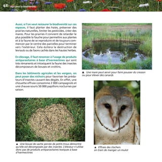 Aussi, si l’on veut restaurer la biodiversité sur ces
espaces, il faut planter des haies, préserver des
prairies naturelles, limiter les pesticides, créer des
mares. Pour les prairies il convient de retarder le
plus possible la fauche pour permettre aux plantes
et à la faune de se reproduire et de toujours com-
mencer par le centre des parcelles pour terminer
vers l’extérieur. Cela évitera la destruction de
levrauts ou de faons cachés dans les hautes herbes.
En élevage, il faut renoncer à l’usage de produits
antiparasitaires à base d’Ivermectines qui sont
très rémanents et intoxiquent la faune des insectes
décomposeurs de bouses et crottins.
Dans les bâtiments agricoles et les vergers, on
peut poser des nichoirs pour favoriser les préda-
teurs d’insectes causant des dégâts. En effet, une
chouette effraie consomme 2 000 campagnols et
une chauve-souris 50 000 papillons nocturnes par
saison.
Agir pour la biodiversité42
Effraie des clochers
en train de manger un mulot
▼
Une bouse de vache percée de petits trous démontre
qu’elle est décomposée par des insectes. L’éleveur n’utilise
donc pas de produits antiparasitaires toxiques à base
d’Ivermectines
▼
Une mare peut servir pour faire pousser du cresson
ou pour élever des canards
▼
BIODIVERSITE brochure210x210 48p_Mise en page 1 22/07/11 12:26 Page42
 