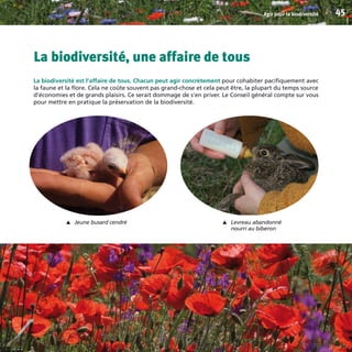 La biodiversité, une affaire de tous
La biodiversité est l’affaire de tous. Chacun peut agir concrètement pour cohabiter pacifiquement avec
la faune et la flore. Cela ne coûte souvent pas grand-chose et cela peut être, la plupart du temps source
d’économies et de grands plaisirs. Ce serait dommage de s’en priver. Le Conseil général compte sur vous
pour mettre en pratique la préservation de la biodiversité.
Agir pour la biodiversité 45
Jeune busard cendré
▼
Levreau abandonné
nourri au biberon
▼
BIODIVERSITE brochure210x210 48p_Mise en page 1 22/07/11 12:26 Page45
 