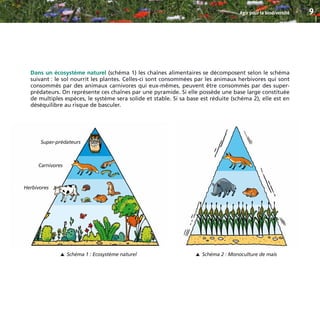 Dans un écosystème naturel (schéma 1) les chaînes alimentaires se décomposent selon le schéma
suivant : le sol nourrit les plantes. Celles-ci sont consommées par les animaux herbivores qui sont
consommés par des animaux carnivores qui eux-mêmes, peuvent être consommés par des super-
prédateurs. On représente ces chaînes par une pyramide. Si elle possède une base large constituée
de multiples espèces, le système sera solide et stable. Si sa base est réduite (schéma 2), elle est en
déséquilibre au risque de basculer.
Agir pour la biodiversité 9
Schéma 1 : Ecosystème naturel
▼
Schéma 2 : Monoculture de maïs
▼
Super-prédateurs
Carnivores
Herbivores
BIODIVERSITE brochure210x210 48p_Mise en page 1 22/07/11 12:25 Page9
 
