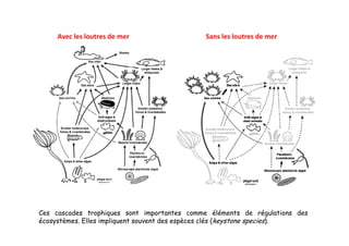 Avec les loutres de mer                 Sans les loutres de mer




Ces cascades trophiques sont importantes comme éléments de régulations des
écosystèmes. Elles impliquent souvent des espèces clés (keystone species).
 