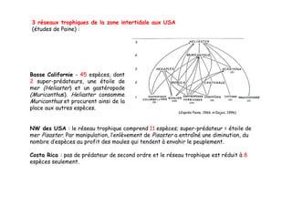 3 réseaux trophiques de la zone intertidale aux USA
(études de Paine) :




Basse Californie - 45 espèces, dont
2 super-prédateurs, une ét il d
           éd t           étoile de
mer (Heliaster) et un gastéropode
(Muricanthus). Heliaster consomme
Muricanthus et procurent ainsi de la
place aux autres espèces.
                                                         (d’après Paine, 1966 in Dajoz, 1996)



NW d USA : l réseau trophique comprend 11 espèces; super-prédateur = é il de
    des         le é          hi             d       è              éd        étoile d
mer Pisaster. Par manipulation, l’enlèvement de Pisaster a entraîné une diminution, du
nombre d’espèces au profit des moules qui tendent à envahir le peuplement.

Costa Rica : pas de prédateur de second ordre et le réseau trophique est réduit à 8
espèces seulement.
 