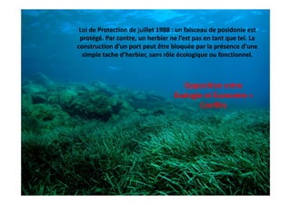 Loi de Protection de juillet 1988 : un faisceau de posidonie est 
                      j                             p
 protégé. Par contre, un herbier ne l’est pas en tant que tel. La 
construction d’un port peut être bloquée par la présence d’une 
  simple tache d herbier, sans rôle écologique ou fonctionnel.
  simple tache d’herbier, sans rôle écologique ou fonctionnel.



                                      Opposition entre 
                                   Écologie et Économie = 
                                          Conflits
                                               fli
 