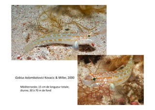 Gobius kolombatovici Kovacic & Miller, 2000

   Méditerranée; 15 cm de longueur totale; 
   diurne; 30 à 70 m de fond
 