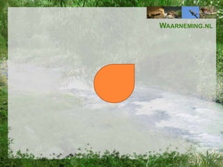 WAARNEMING.NL

 