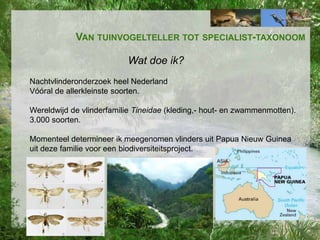 VAN TUINVOGELTELLER TOT SPECIALIST-TAXONOOM

Wat doe ik?
Nachtvlinderonderzoek heel Nederland
Vóóral de allerkleinste soorten.
Wereldwijd de vlinderfamilie Tineidae (kleding,- hout- en zwammenmotten).
3.000 soorten.
Momenteel determineer ik meegenomen vlinders uit Papua Nieuw Guinea
uit deze familie voor een biodiversiteitsproject.

 