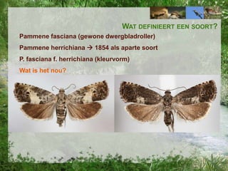 WAT DEFINIEERT EEN SOORT?
Pammene fasciana (gewone dwergbladroller)
Pammene herrichiana  1854 als aparte soort
P. fasciana f. herrichiana (kleurvorm)
Wat is het nou?

 