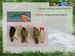 ONBESCHREVEN BIODIVERSITEIT
Holotypes: het goud van een museum

 