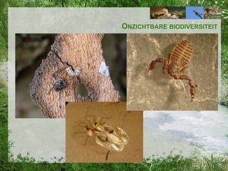 ONZICHTBARE BIODIVERSITEIT

 