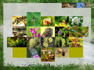 Biodiversiteit