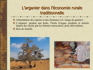 L’arganier dans l’économie rurale traditionnelle <ul><li>Alimentation des caprins et des chameaux (cf. image de gauche) </...