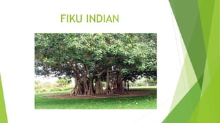FIKU INDIAN
 