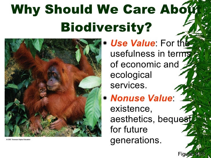 biodiversity natural environment and old growth Bio diversity and it’s loss in growth biodiversity is the degree of variation of life forms within a given species, biodiversity: natural environment and old growth. biodiversity natural environment and old growth Bio diversity and it’s loss in growth biodiversity is the degree of variation of life forms within a given species, biodiversity: natural environment and old growth.