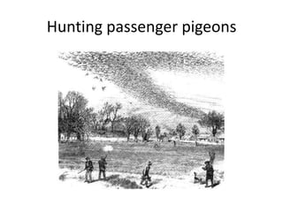 Hunting passenger pigeons
 