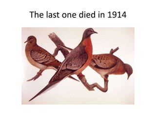 The last one died in 1914
 