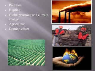    Pollution
   Hunting
   Global warming and climate
    change
   Agriculture
   Domino effect
 