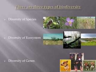    Diversity of Species




   Diversity of Ecosystem




   Diversity of Genes
 