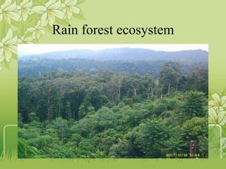 Rain forest ecosystem
 