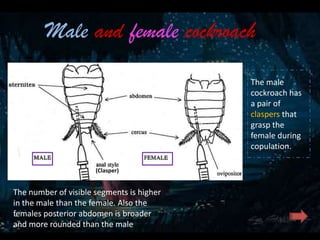 Claspers Function Arthropoda | PPTX