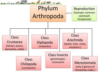 Arthropoda | PPT