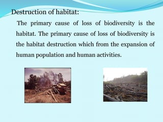 Destruction of habitat:
The primary cause of loss of biodiversity is the
habitat. The primary cause of loss of biodiversity is
the habitat destruction which from the expansion of
human population and human activities.
 