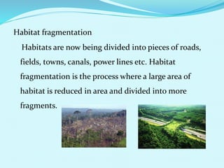 Habitat fragmentation
Habitats are now being divided into pieces of roads,
fields, towns, canals, power lines etc. Habitat
fragmentation is the process where a large area of
habitat is reduced in area and divided into more
fragments.
 