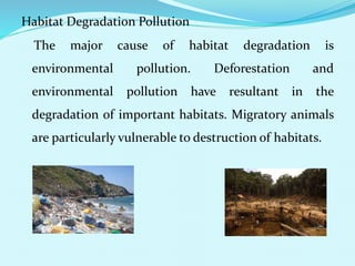 Habitat Degradation Pollution
The major cause of habitat degradation is
environmental pollution. Deforestation and
environmental pollution have resultant in the
degradation of important habitats. Migratory animals
are particularly vulnerable to destruction of habitats.
 