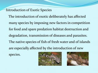Introduction of Exotic Species
The introduction of exotic deliberately has affected
many species by imposing new factors in competition
for food and spare predation habitat destruction and
degradation, transmission of diseases and parasites.
The native species of fish of fresh water and of islands
are especially affected by the introduction of new
species.
 