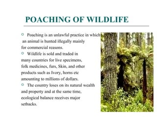 POACHING OF WILDLIFE 
 Poaching is an unlawful practice in which 
an animal is hunted illegally mainly 
for commercial reasons. 
 Wildlife is sold and traded in 
many countries for live specimens, 
folk medicines, furs, Skin, and other 
products such as Ivory, horns etc 
amounting to millions of dollars. 
 The country loses on its natural wealth 
and property and at the same time, 
ecological balance receives major 
setbacks. 
 