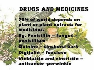 Drugs anD meDicinesDrugs anD meDicines
• 75% of world depends on75% of world depends on
plant or plant extracts forplant or plant extracts for
medicines.medicines.
• Eg. Penicillin – fungus –Eg. Penicillin – fungus –
penicilliumpenicillium
• Quinine – cinchona barkQuinine – cinchona bark
• Digitalin – foxcloveDigitalin – foxclove
• Vinblastin and vincristin –Vinblastin and vincristin –
anticancer -perwinkleanticancer -perwinkle
 