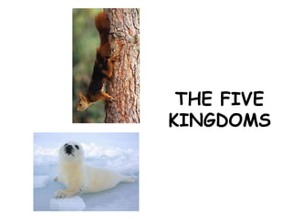 THE FIVE
KINGDOMS
 