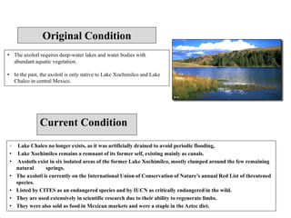 Original Condition
• Lake Chalco no longer exists, as it was artificially drained to avoid periodic flooding,
• Lake Xochimilco remains a remnant of its former self, existing mainly as canals.
• Axolotls exist in six isolated areas of the former Lake Xochimilco, mostly clumped around the few remaining
natural springs.
• The axolotl is currently on the International Union of Conservation of Nature’s annual Red List of threatened
species.
• Listed by CITES as an endangered species and by IUCN as critically endangered in the wild.
• They are used extensively in scientific research due to their ability to regenerate limbs.
• They were also sold as food in Mexican markets and were a staple in the Aztec diet.
Current Condition
• The axolotl requires deep-water lakes and water bodies with
abundant aquatic vegetation.
• In the past, the axolotl is only native to Lake Xochimilco and Lake
Chalco in central Mexico.
 