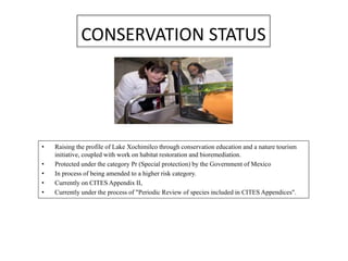 CONSERVATION STATUS
• Raising the profile of Lake Xochimilco through conservation education and a nature tourism
initiative, coupled with work on habitat restoration and bioremediation.
• Protected under the category Pr (Special protection) by the Government of Mexico
• In process of being amended to a higher risk category.
• Currently on CITES Appendix II,
• Currently under the process of "Periodic Review of species included in CITES Appendices".
 