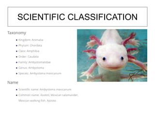 SCIENTIFIC CLASSIFICATION
 