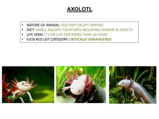AXOLOTL
• NATURE OF ANIMAL: SOLITARY EXCEPT MATING
• DIET: SMALL AQUATIC CREATURES INCLUDING WORMS & INSECTS
• LIFE SPAN: IT CAN LIVE FOR MORE THAN 10 YEARS
• IUCN RED LIST CATEGORY: CRITICALLY ENDANGERED
 
