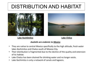 DISTRIBUTION AND HABITAT
Lake Xochilmilco Lake Chilco
Axolotls are endemic to Mexico
• They are native to central Mexico specifically to the high altitude, fresh water
lakes Xochimilco and Chalco south of Mexico City.
• Their distribution is fragmented due to the decline of the quality and extension
of its habitat.
• Lake Chalco has been drained for drinking water and no longer exists.
• Lake Xochimilco is only a network of canals and lagoons.
 