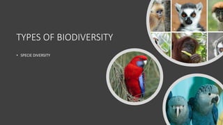 TYPES OF BIODIVERSITY
• SPECIE DIVERSITY
 