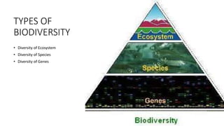 TYPES OF
BIODIVERSITY
• Diversity of Ecosystem
• Diversity of Species
• Diversity of Genes
 