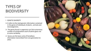 TYPES OF
BIODIVERSITY
• GENETIC DIVERSITY
 It refers to the total genetic information contained
in the genes of individuals of plants , animals and
microorganisms.
 The genes found in organisms can form enormous
number of combinations each of which gives rise
to some variability.
 Genes are the basic units of hereditary
information transmitted from one generation to
other.
 