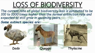 LOSS OF BIODIVERSITY
The current rate of global biodiversity loss is estimated to be
100 to 1000 times higher than the normal extinction rate and
expected to still grow in upcoming years.
Some extinct species are:
Dodo Quagga Thylacine
 