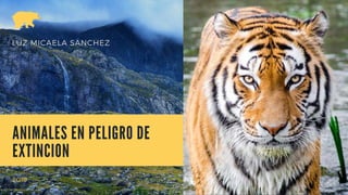 ANIMALES EN PELIGRO DE
EXTINCION
2019
LUZ MICAELA SANCHEZ
 