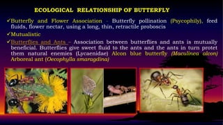 Biodiversity and conservation of butterflies, Insects | PPTX
