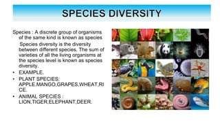 Species : A discrete group of organisms
of the same kind is known as species
Species diversity is the diversity
between different species. The sum of
varieties of all the living organisms at
the species level is known as species
diversity.
• EXAMPLE.
• PLANT SPECIES:
APPLE.MANGO,GRAPES,WHEAT,RI
CE.
• ANIMAL SPECIES :
LION,TIGER,ELEPHANT,DEER.
 