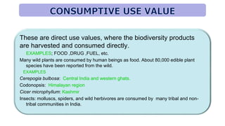These are direct use values, where the biodiversity products
are harvested and consumed directly.
EXAMPLES; FOOD ,DRUG ,FUEL, etc.
Many wild plants are consumed by human beings as food. About 80,000 edible plant
species have been reported from the wild.
EXAMPLES
Cerepogia bulbosa: Central India and western ghats.
Codonopsis: Himalayan region
Cicer microphyllum: Kashmir
Insects: molluscs, spiders, and wild herbivores are consumed by many tribal and non-
tribal communities in India.
 