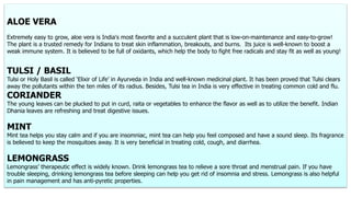 ALOE VERA
Extremely easy to grow, aloe vera is India's most favorite and a succulent plant that is low-on-maintenance and easy-to-grow!
The plant is a trusted remedy for Indians to treat skin inflammation, breakouts, and burns. Its juice is well-known to boost a
weak immune system. It is believed to be full of oxidants, which help the body to fight free radicals and stay fit as well as young!
TULSI / BASIL
Tulsi or Holy Basil is called ‘Elixir of Life’ in Ayurveda in India and well-known medicinal plant. It has been proved that Tulsi clears
away the pollutants within the ten miles of its radius. Besides, Tulsi tea in India is very effective in treating common cold and flu.
CORIANDER
The young leaves can be plucked to put in curd, raita or vegetables to enhance the flavor as well as to utilize the benefit. Indian
Dhania leaves are refreshing and treat digestive issues.
MINT
Mint tea helps you stay calm and if you are insomniac, mint tea can help you feel composed and have a sound sleep. Its fragrance
is believed to keep the mosquitoes away. It is very beneficial in treating cold, cough, and diarrhea.
LEMONGRASS
Lemongrass’ therapeutic effect is widely known. Drink lemongrass tea to relieve a sore throat and menstrual pain. If you have
trouble sleeping, drinking lemongrass tea before sleeping can help you get rid of insomnia and stress. Lemongrass is also helpful
in pain management and has anti-pyretic properties.
 
